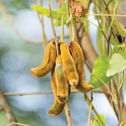 Meet the Ingredient: Mucuna