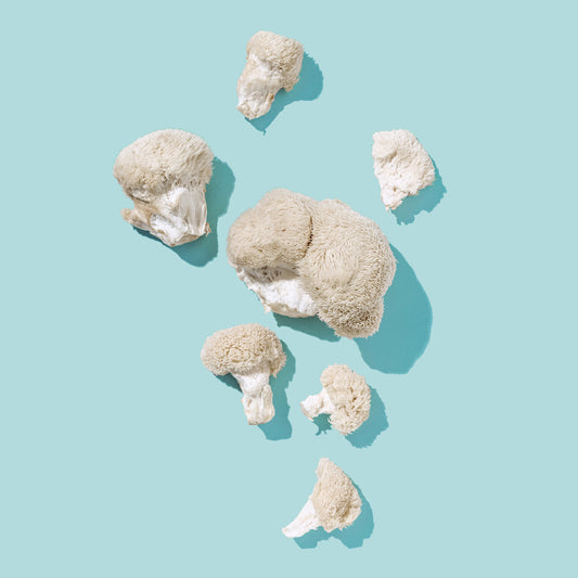 How Lion’s Mane Mushroom Benefits Brain Health