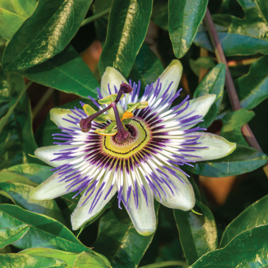Meet the Ingredient: Passionflower