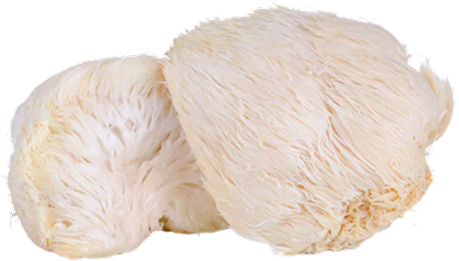 Why Crystallized Lion's Mane